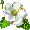 haibi3.gif